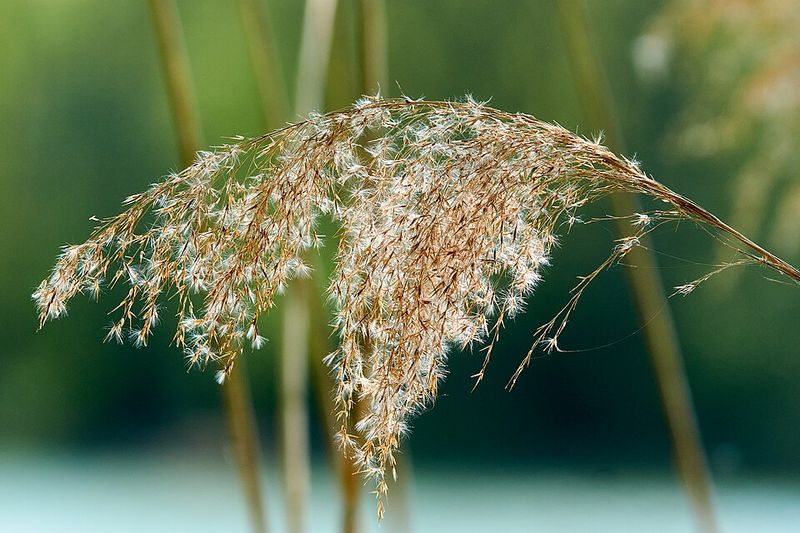 Phragmites Forms Tall Stands In Marshy Spots