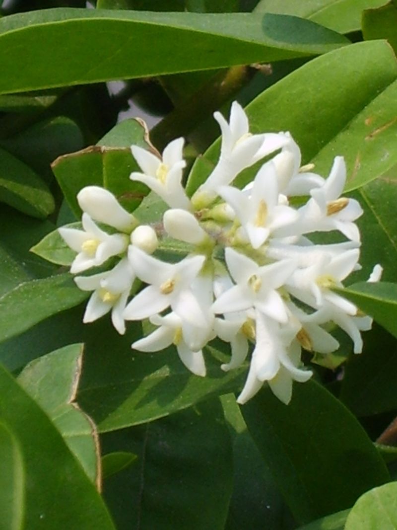 Border Privet