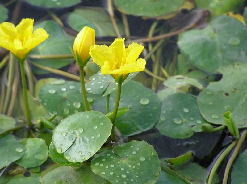 Yellow Floating Heart (Nymphoides Peltata)
