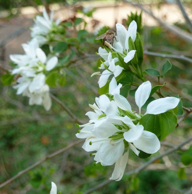 Anacacho Orchid Tree