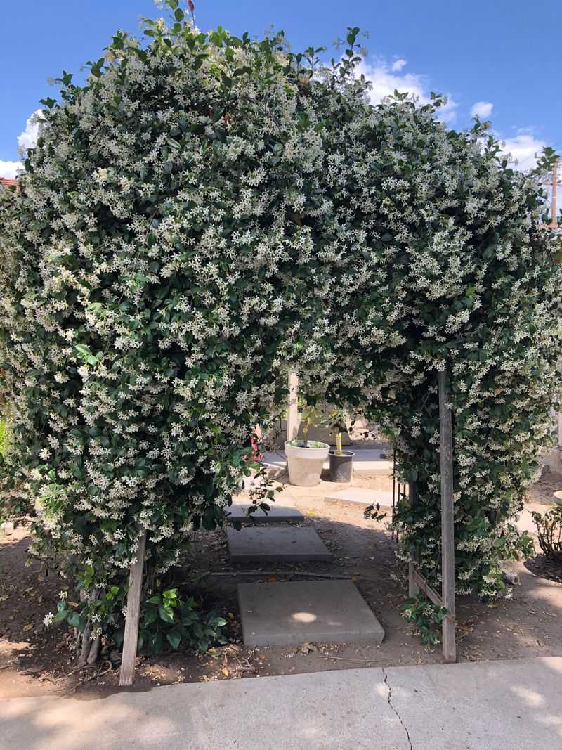 Pollinator-Friendly Flowers Support Bees And Other Beneficial Insects