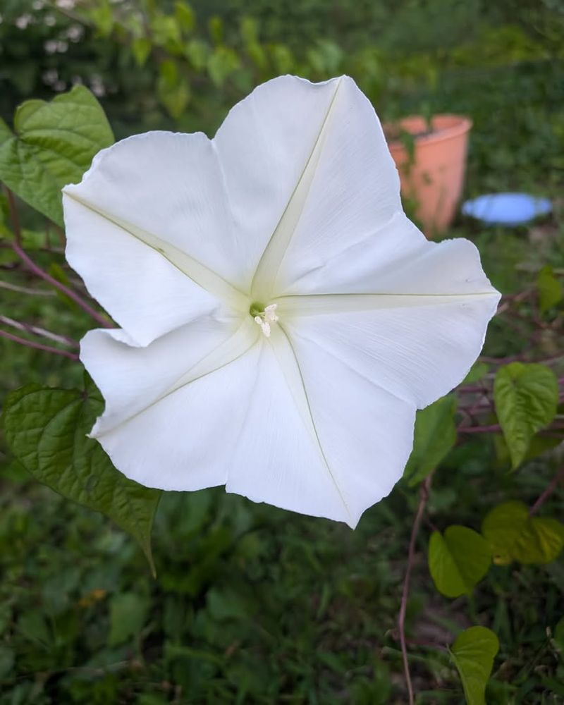 Moonflower Climbs Fast And Blooms At Night