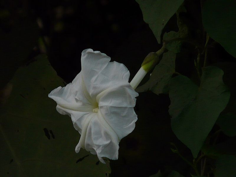 Moonflower Glows Bright And Attracts Moths After Sunset