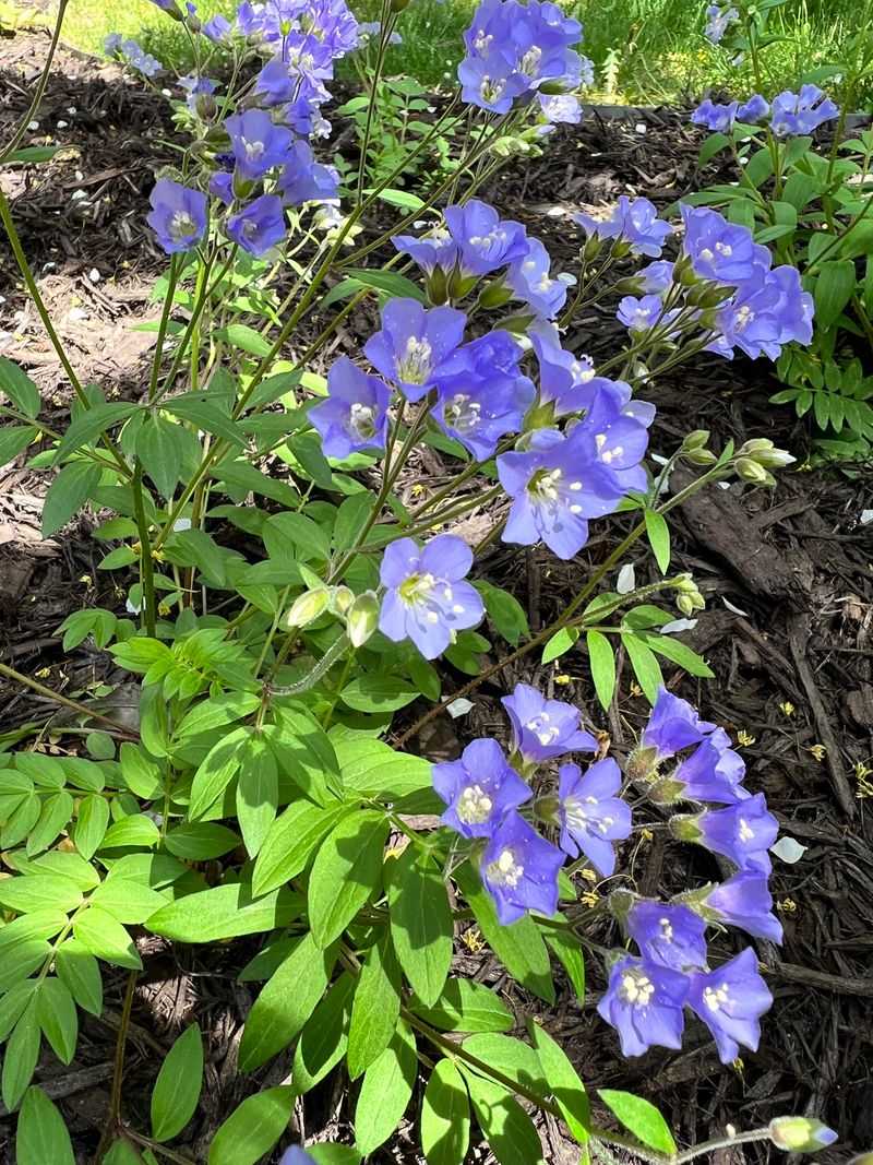 Jacob’s Ladder Filling Beds With Lush Early Growth