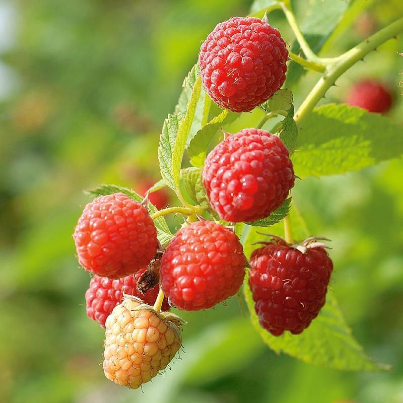 Primocane Raspberries Can Yield In Their First Season