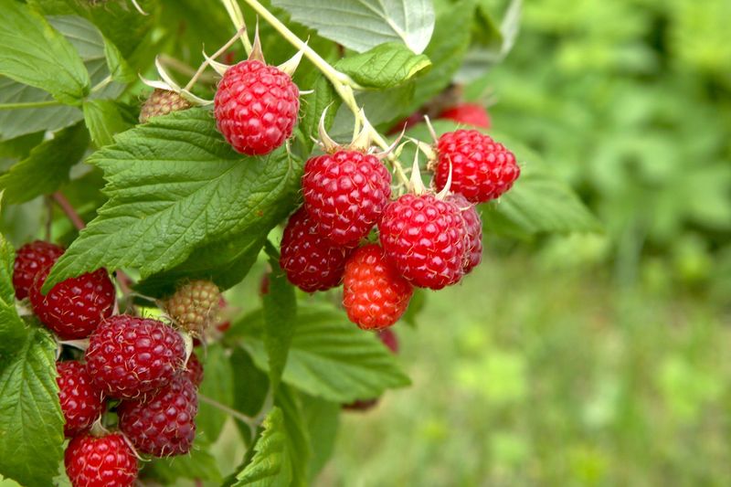 Primocane Raspberries Can Fruit Sooner Than Expected