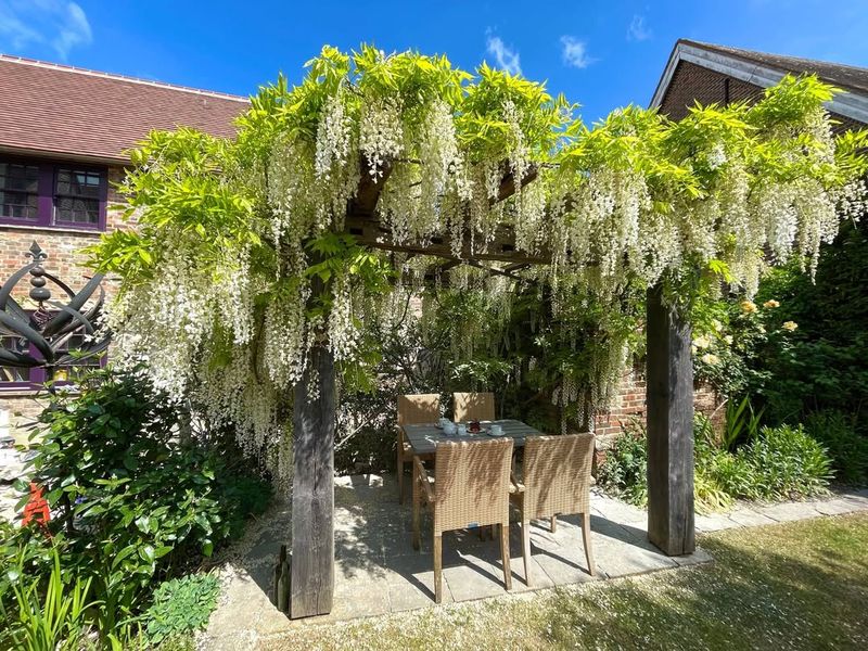 White Wisteria Creates Cascading White Blooms