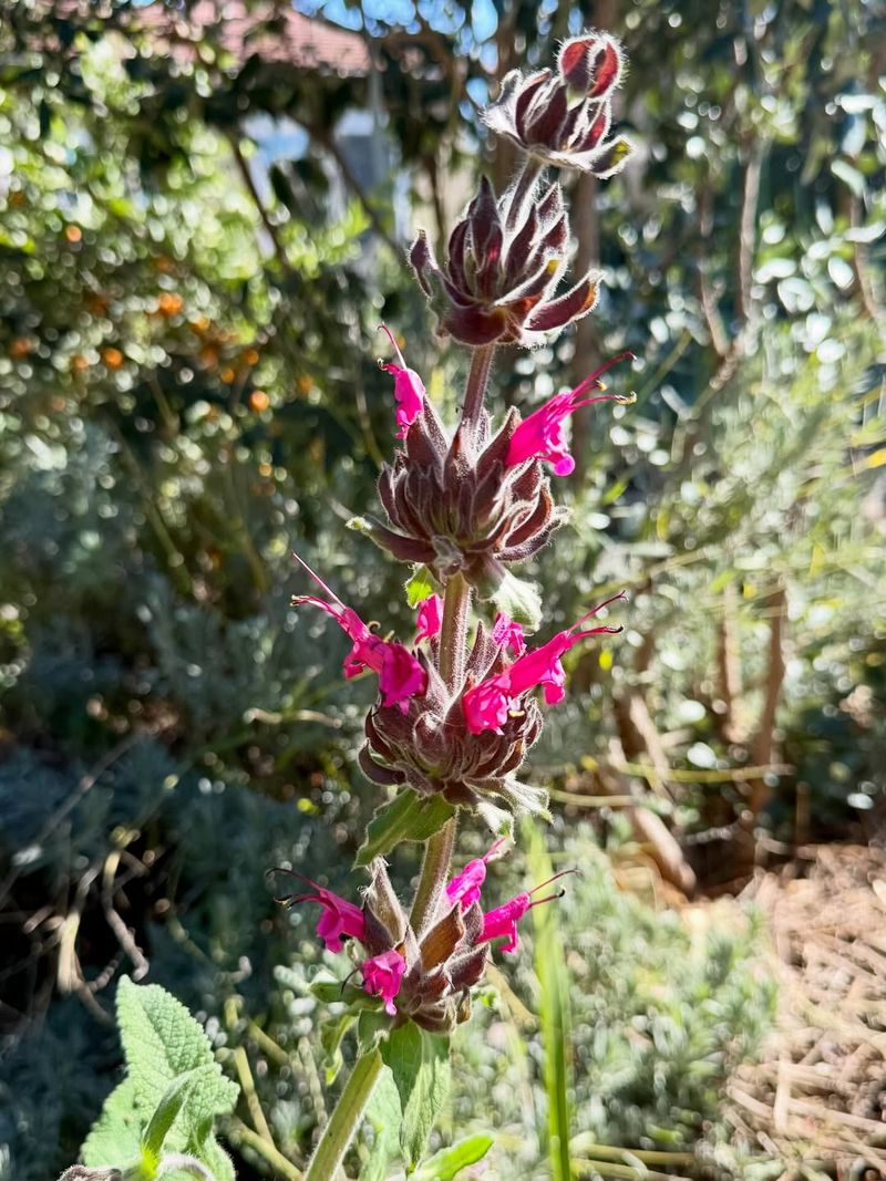Hummingbird Sage Bursting With Fragrance And Color
