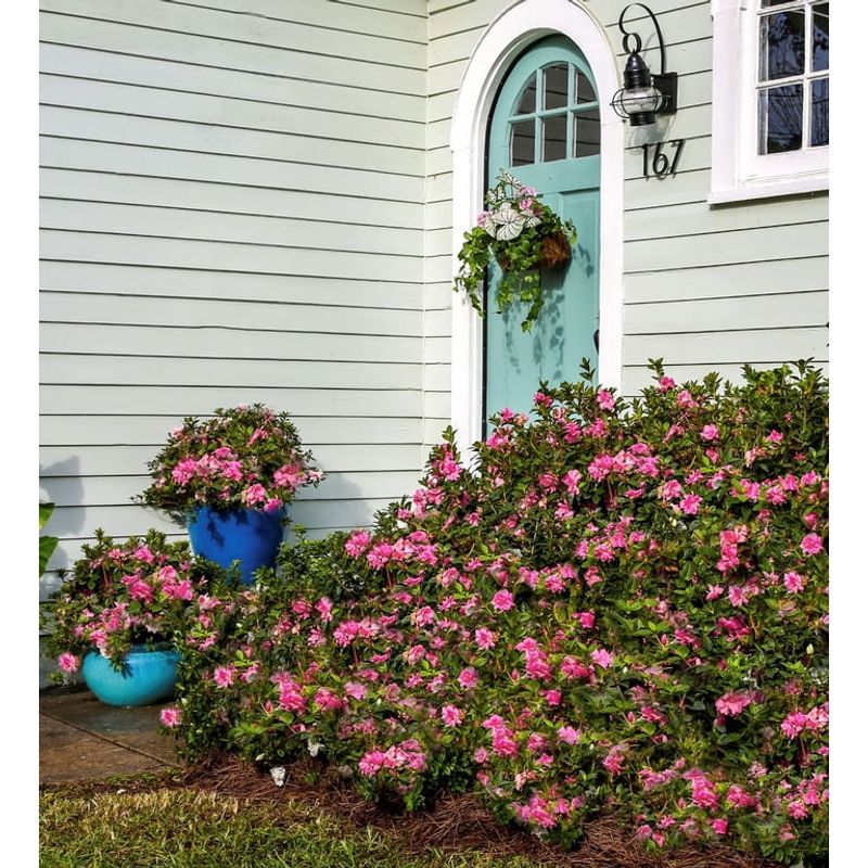 Compact Growth Fits Foundation Plantings