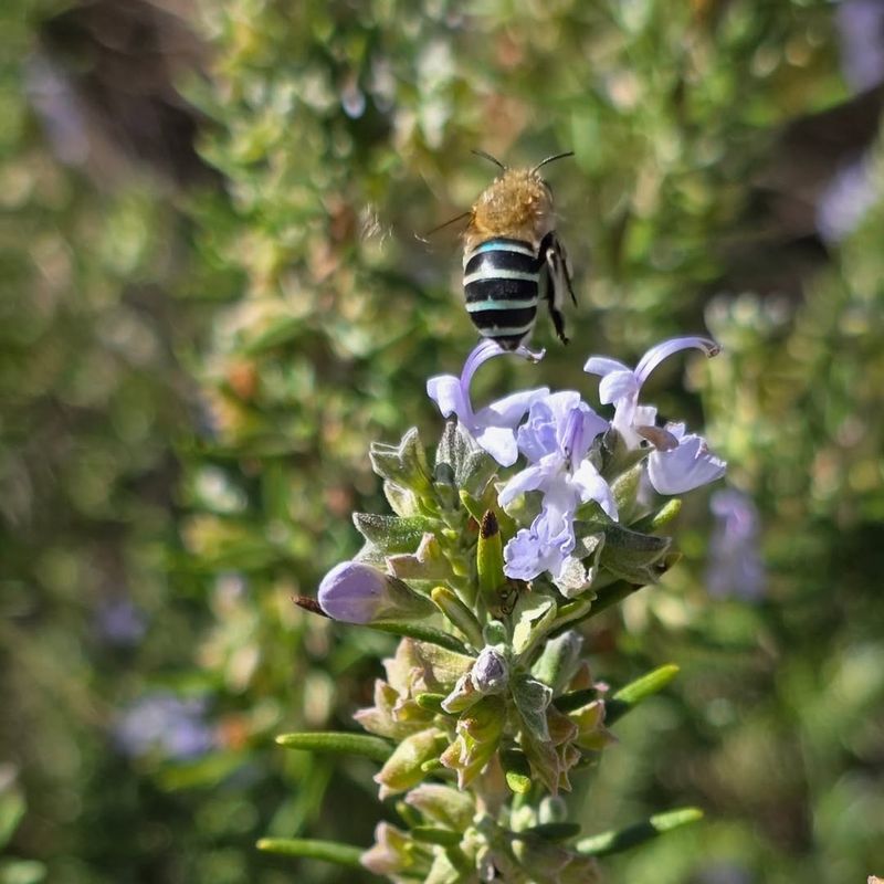 Flowers Attract Bees And Pollinators