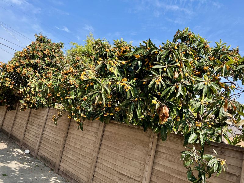 Loquat