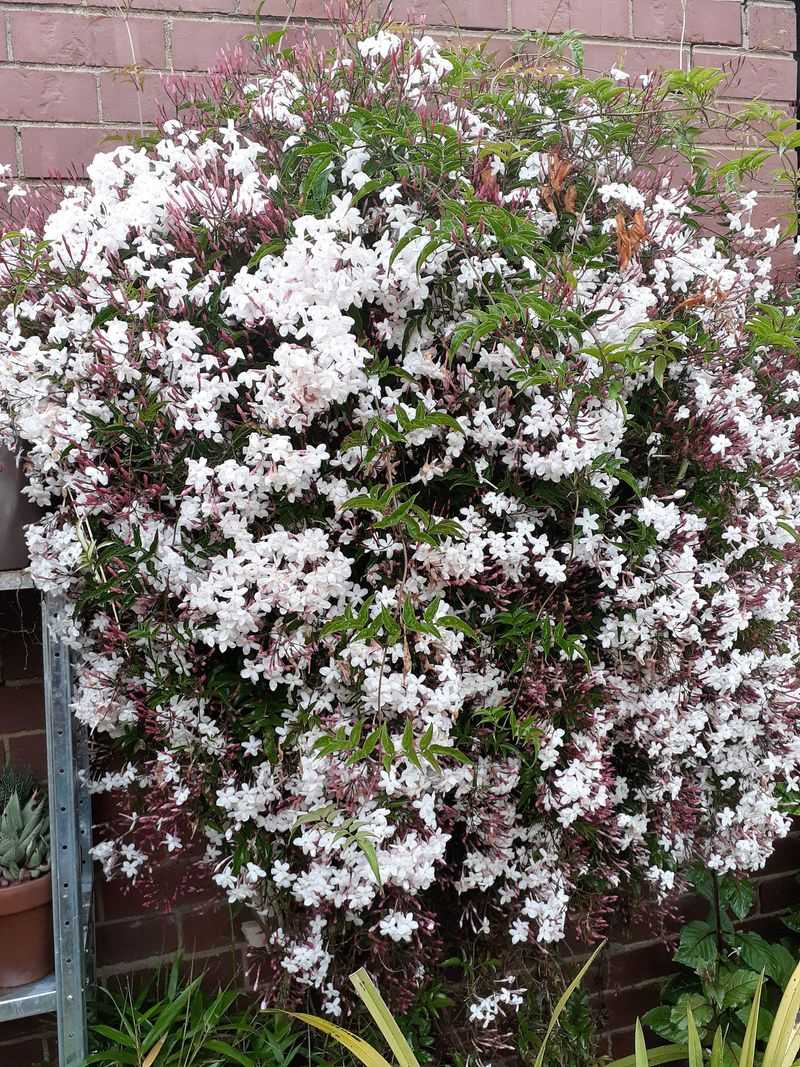 Compact Growth Options Fit Small Entry Spaces And Containers