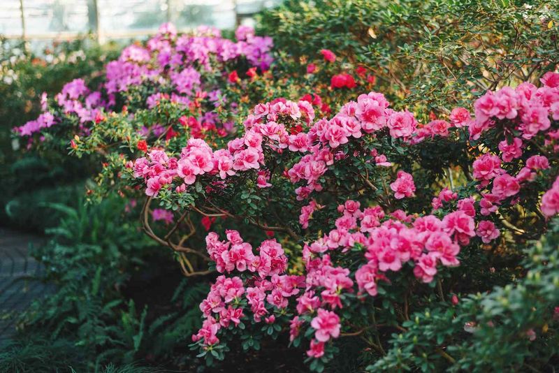 Plants Usually Stay Healthy Overall