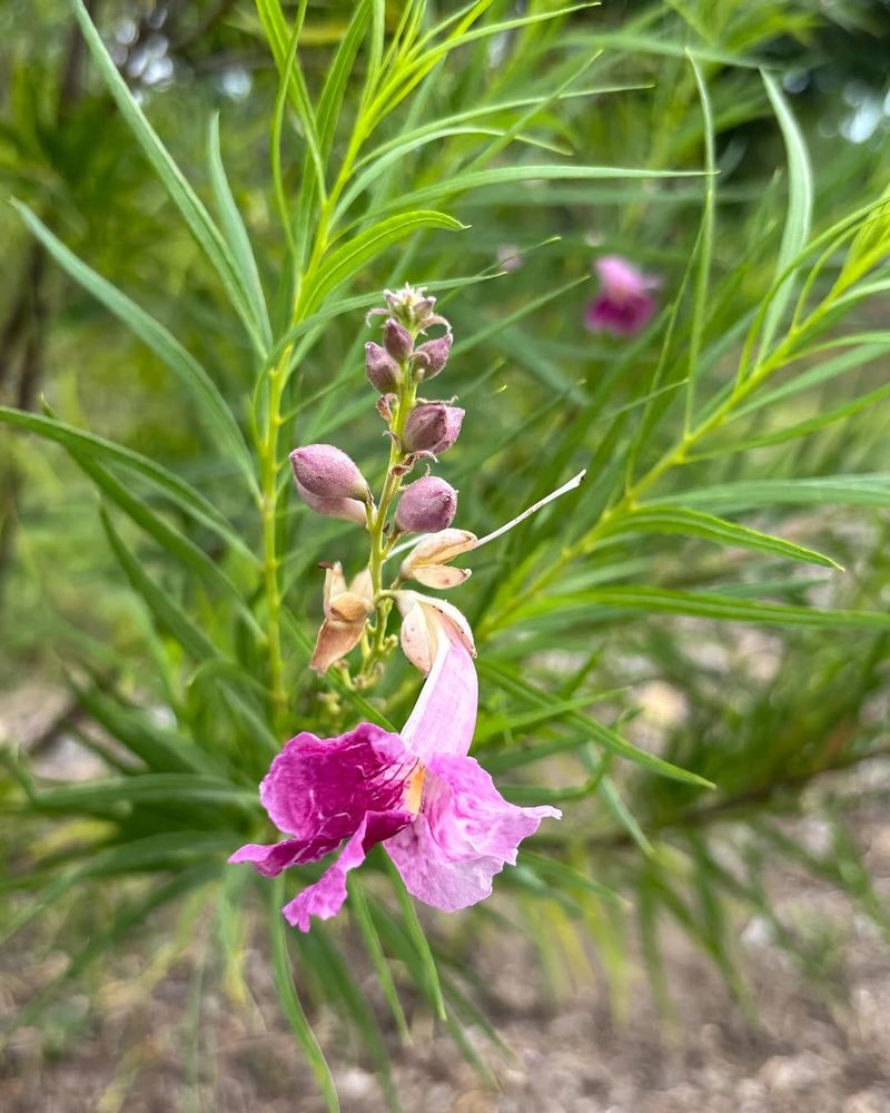 Desert Willow