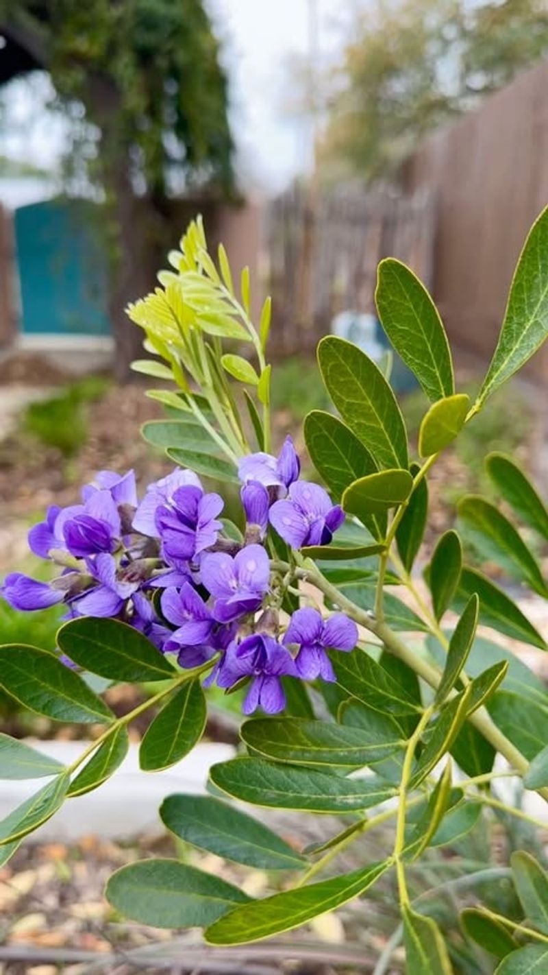 Texas Mountain Laurel