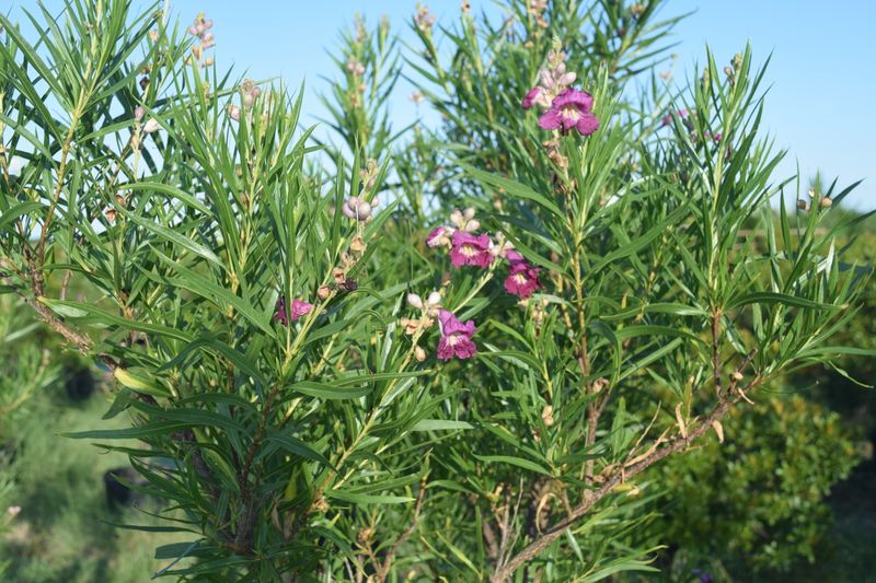 Desert Willow