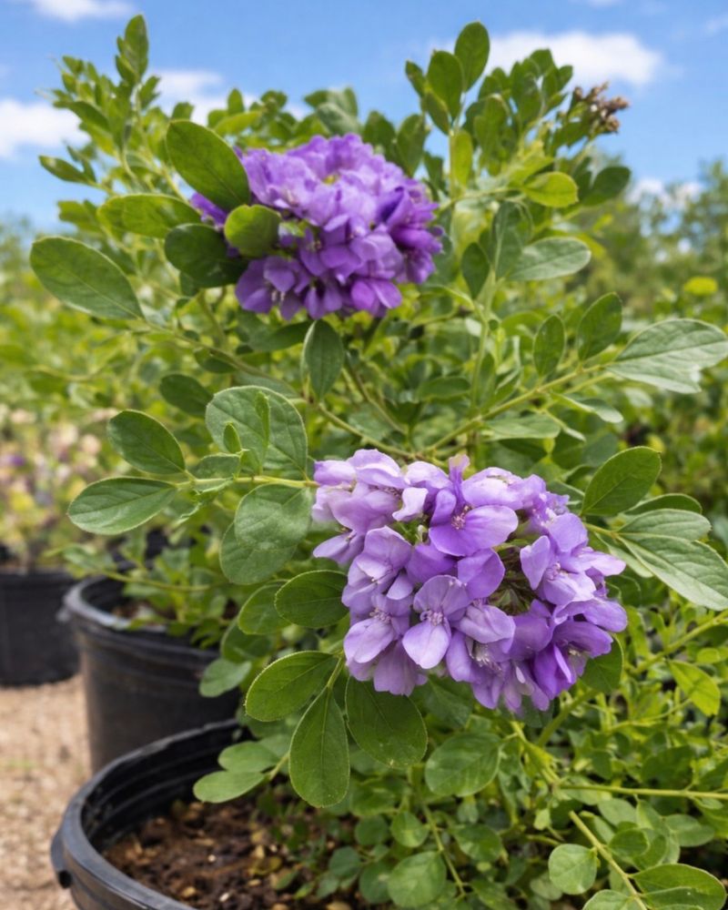 Texas Mountain Laurel 