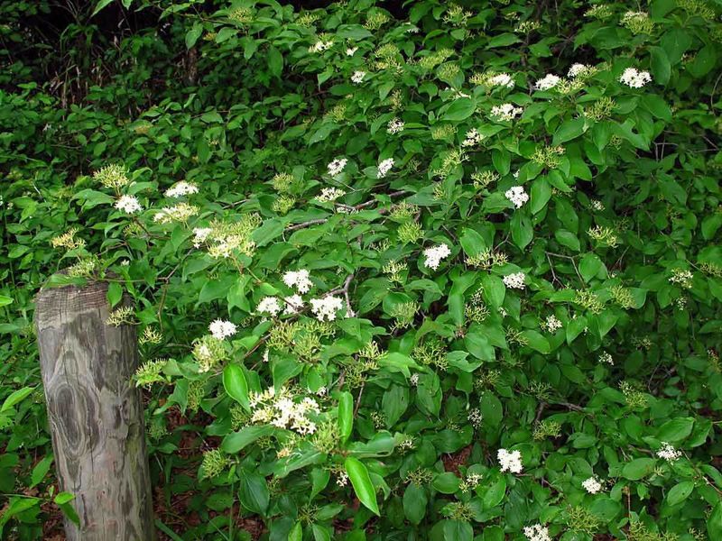 Roughleaf Dogwood