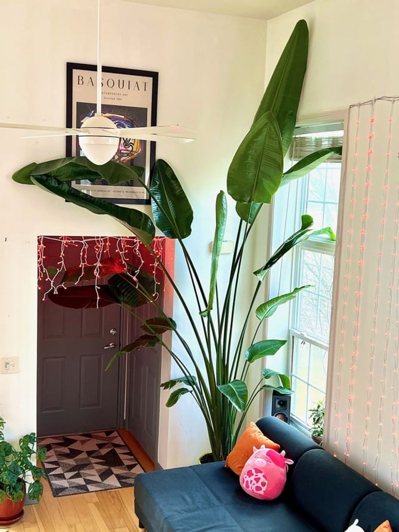 Lack Of Seasonal Rest Period Reduces Flowering Signals