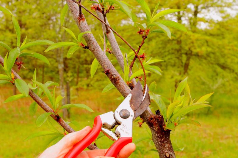 Improper Pruning Can Remove Fruiting Wood