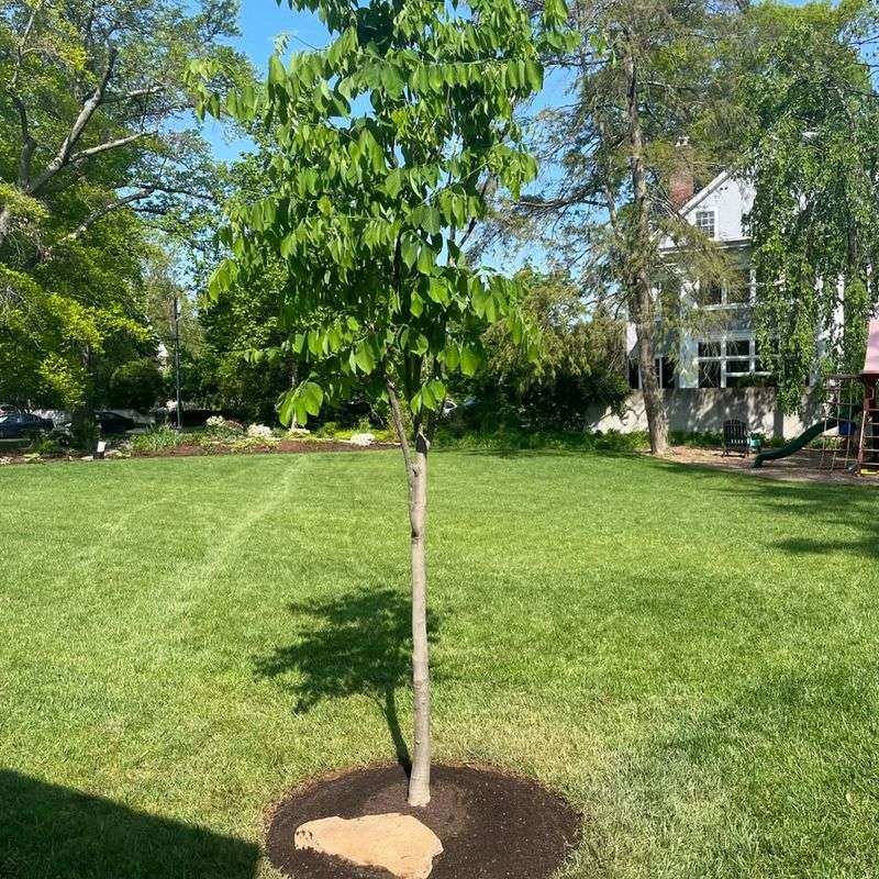 Timely Removal Prevents Long-Term Issues