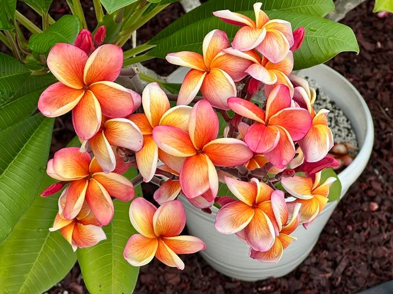 Placing In Full Sun Too Quickly Without Acclimation