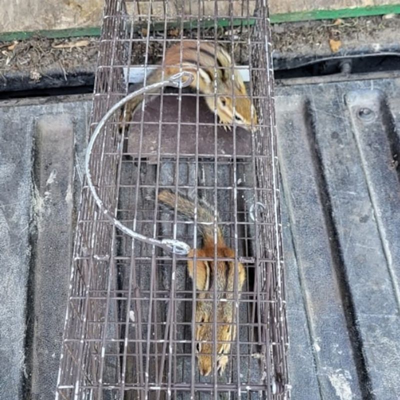 Use Trapping Where Needed