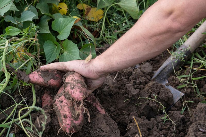 Harvest Before The First Frost Hits
