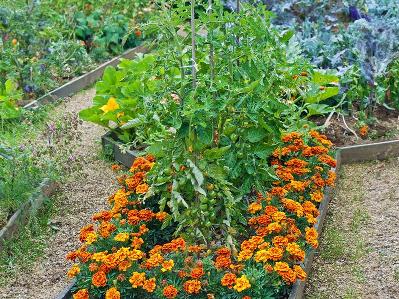 Compact Flowers Help Small Ohio Gardens Do More With Less Space