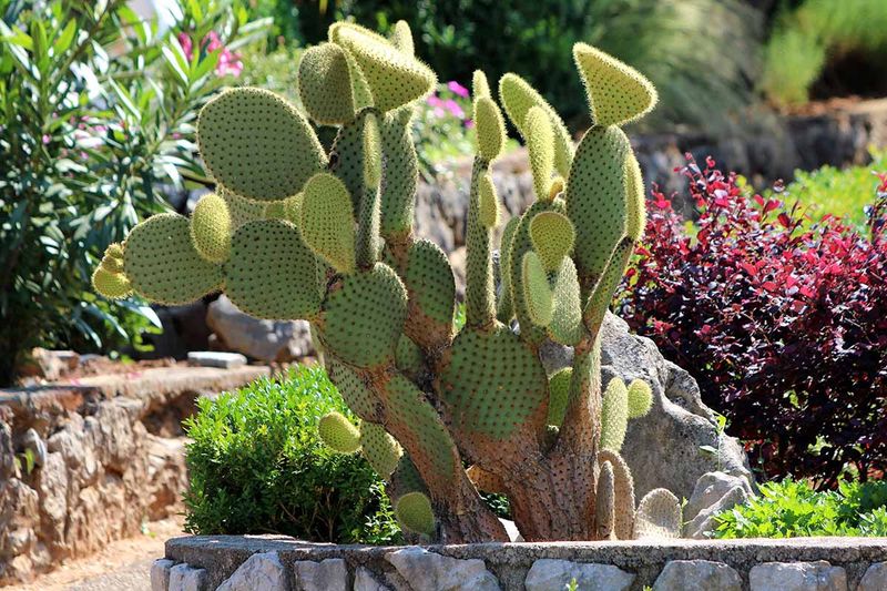 Outdoor Summer Exposure Helps Trigger Blooming