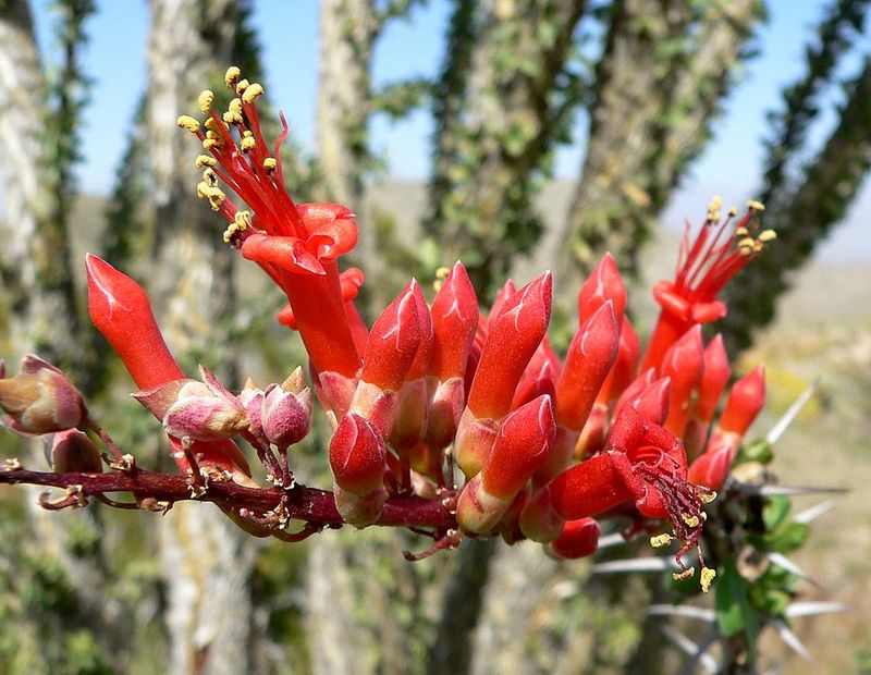 Ocotillo Sends Tall Red Stems Skyward For Pollinator-Friendly Color