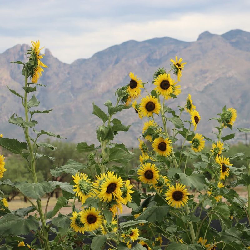 Arizona Sunflower Filling Spaces With Quick Color