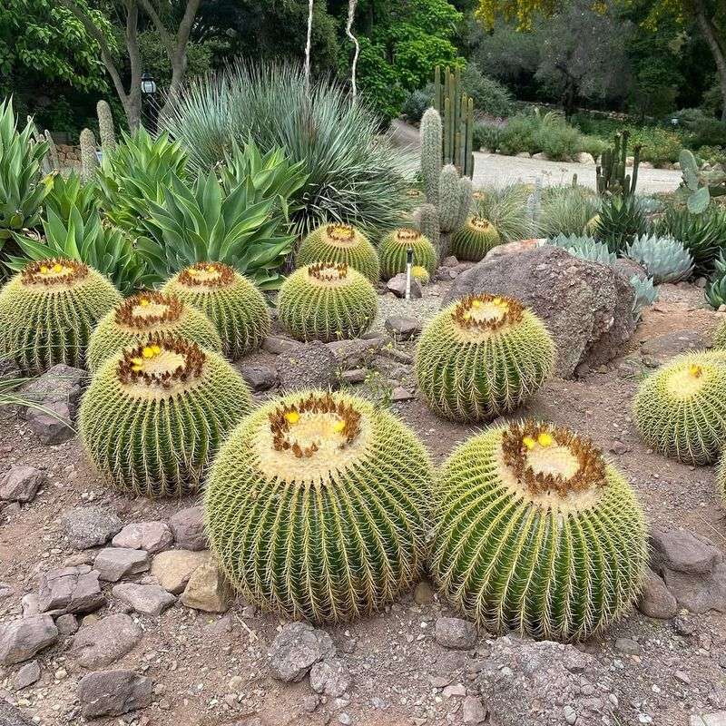 Golden Barrel Cactus Thrives In Dry Soil And Intense Sun