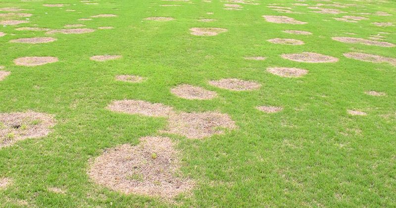 Spring Patch In Bermudagrass That Slows Green-Up