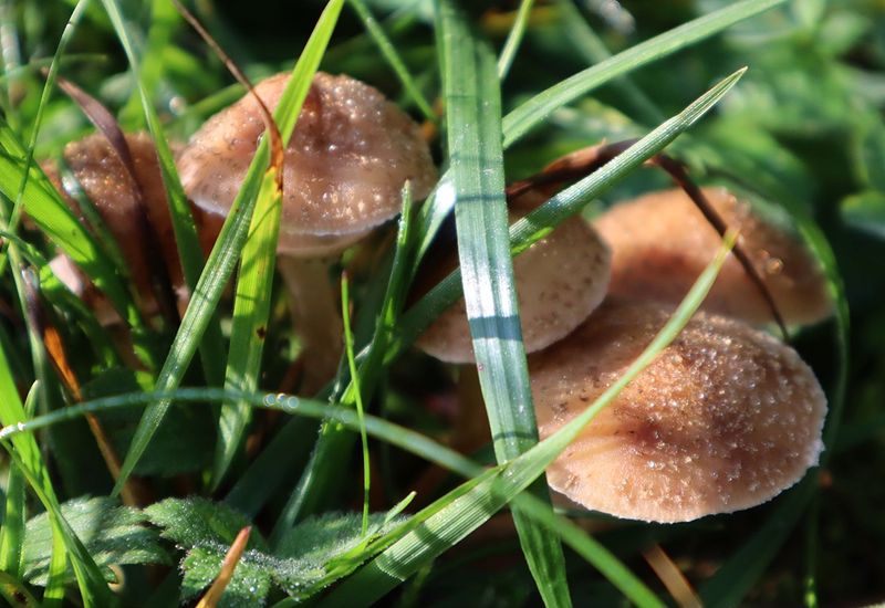 Most Lawn Mushrooms Are Harmless To Your Grass
