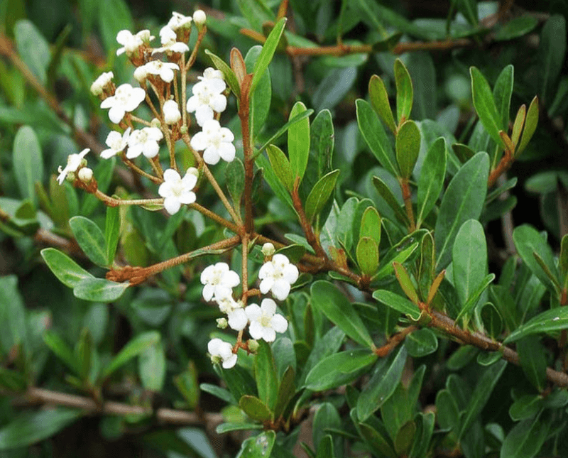 Walter's Viburnum Forms A Clean Natural Hedge