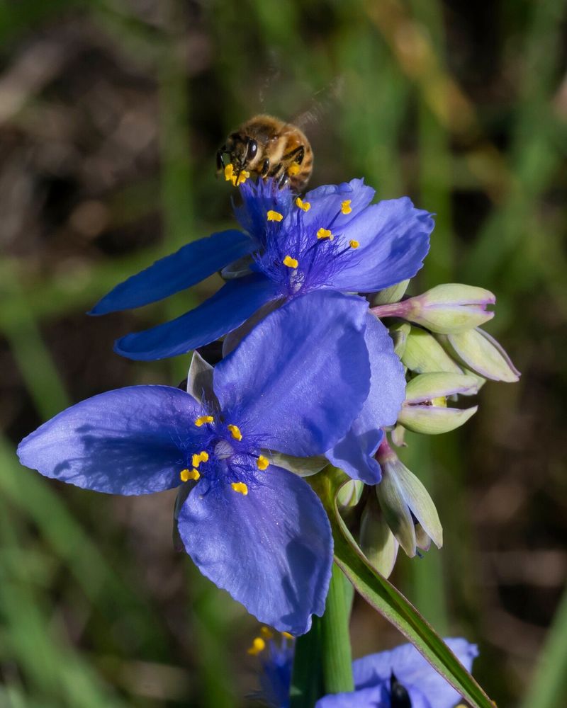 Spiderwort With Delicate, Daily Blooms