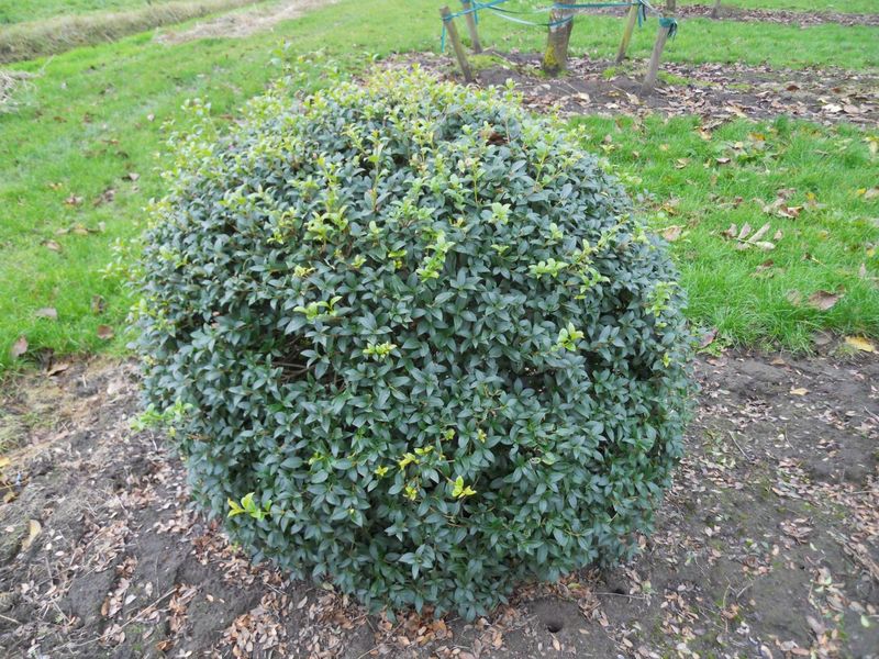 Burkwood Osmanthus (Osmanthus x burkwoodii)