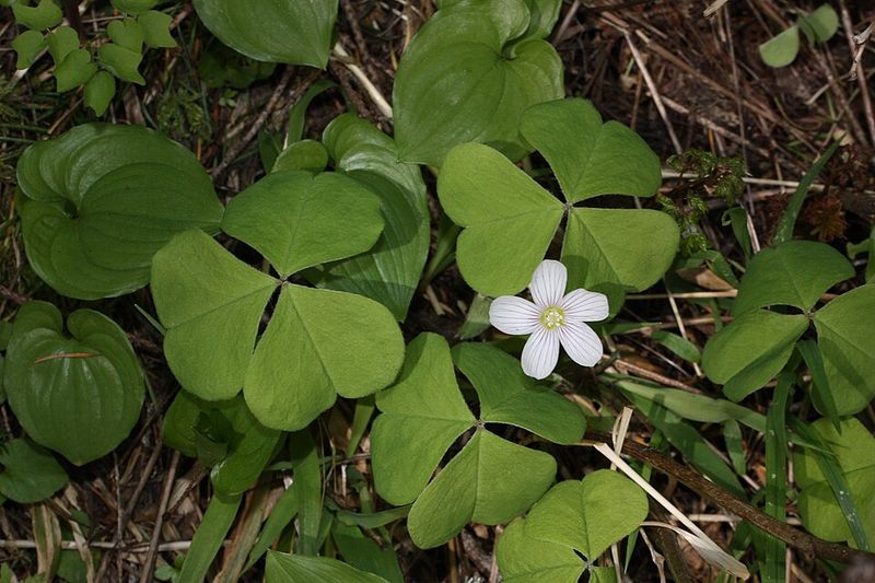 Oxalis Covers The Ground In Deep Shade