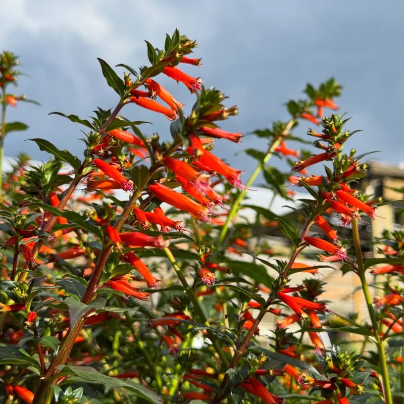 Cuphea That Brings Constant Summer Energy