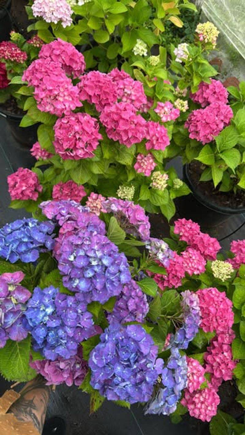 A Longer Growing Season Means Stronger Plants