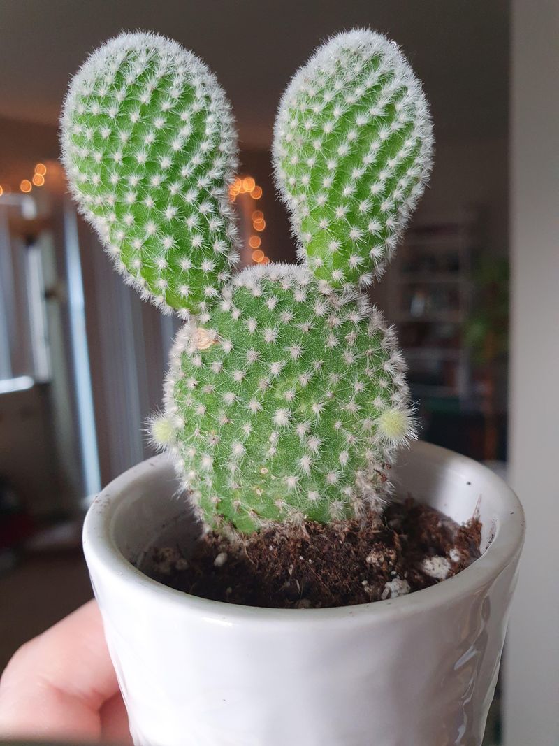 A Cooler Winter Rest Can Support Future Blooms