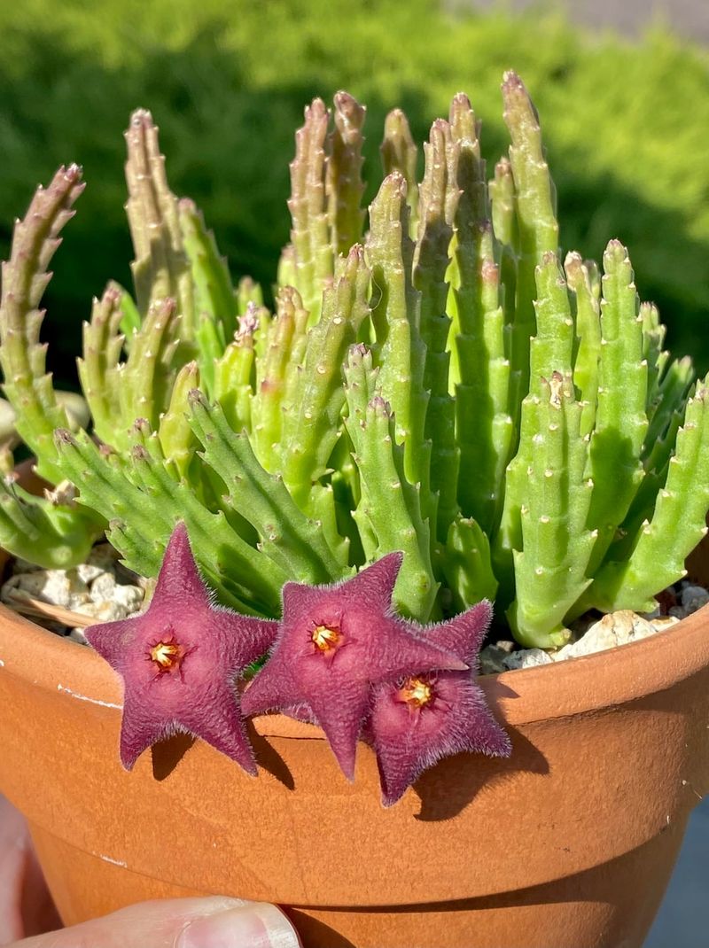 Allow Soil To Fully Dry Before Watering Again