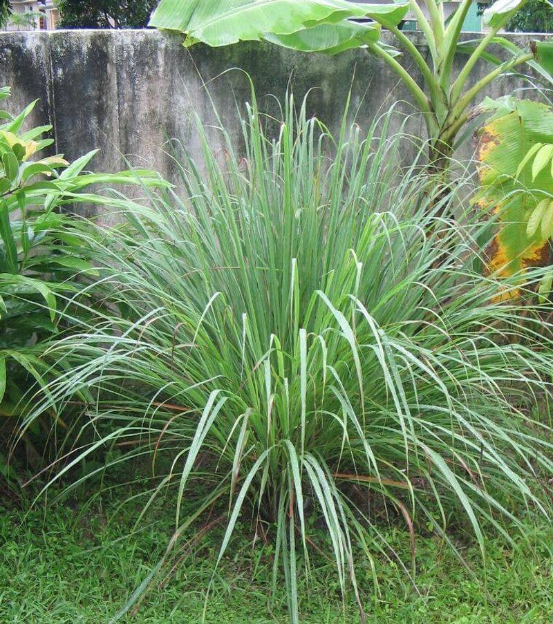 Adds Bold Height And Texture To Any Garden Bed