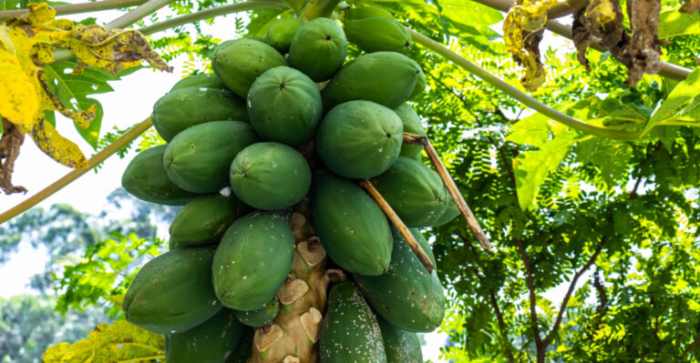 Fast Growing Fruit Trees Florida Gardeners Should Plant Before April Ends