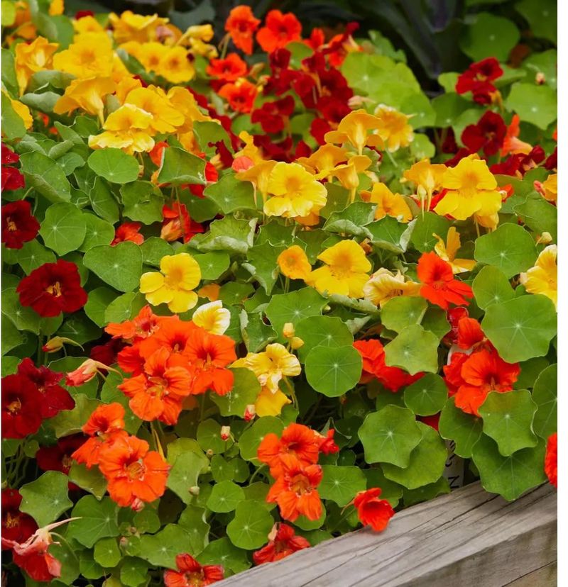 Prefers Full Sun In Cooler Weather And Light Shade As Temperatures Rise