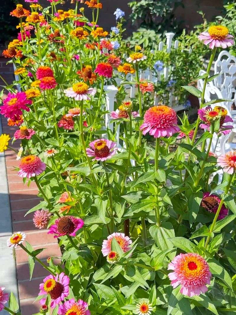 Zinnias