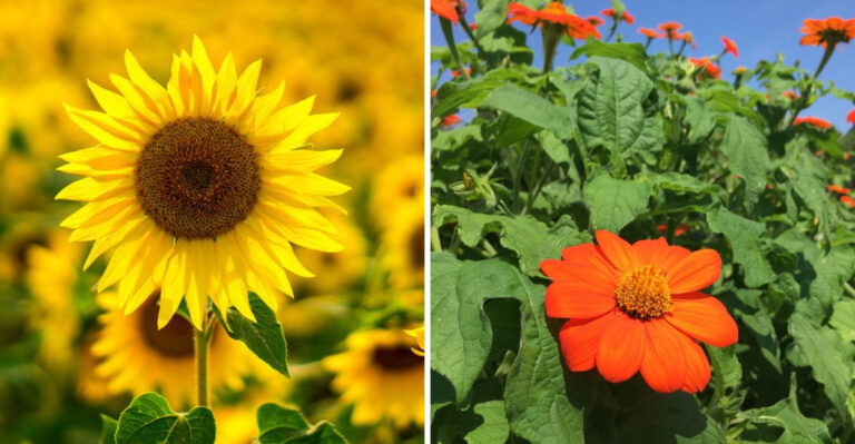 sunflower and mexican sunflower