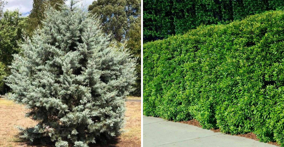 Arizona Cypress and Wax Myrtle