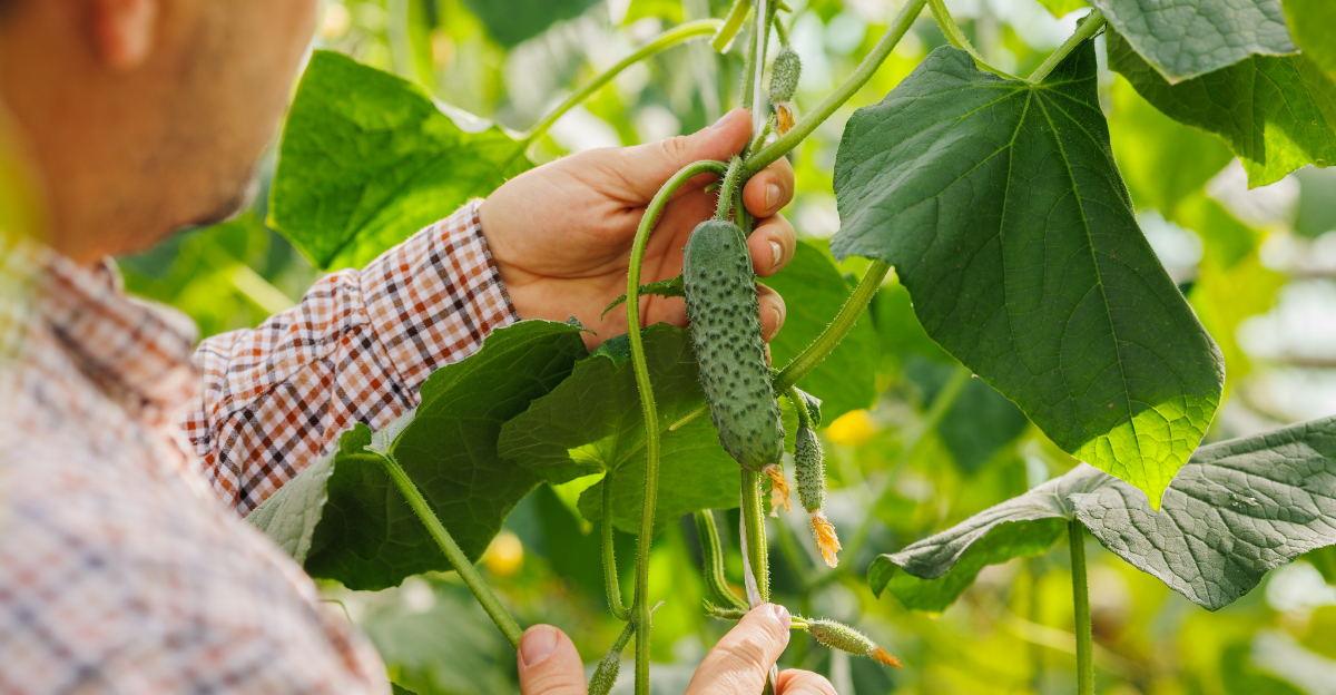 Fast-Growing Vegetables Arizona Beginners Should Grow